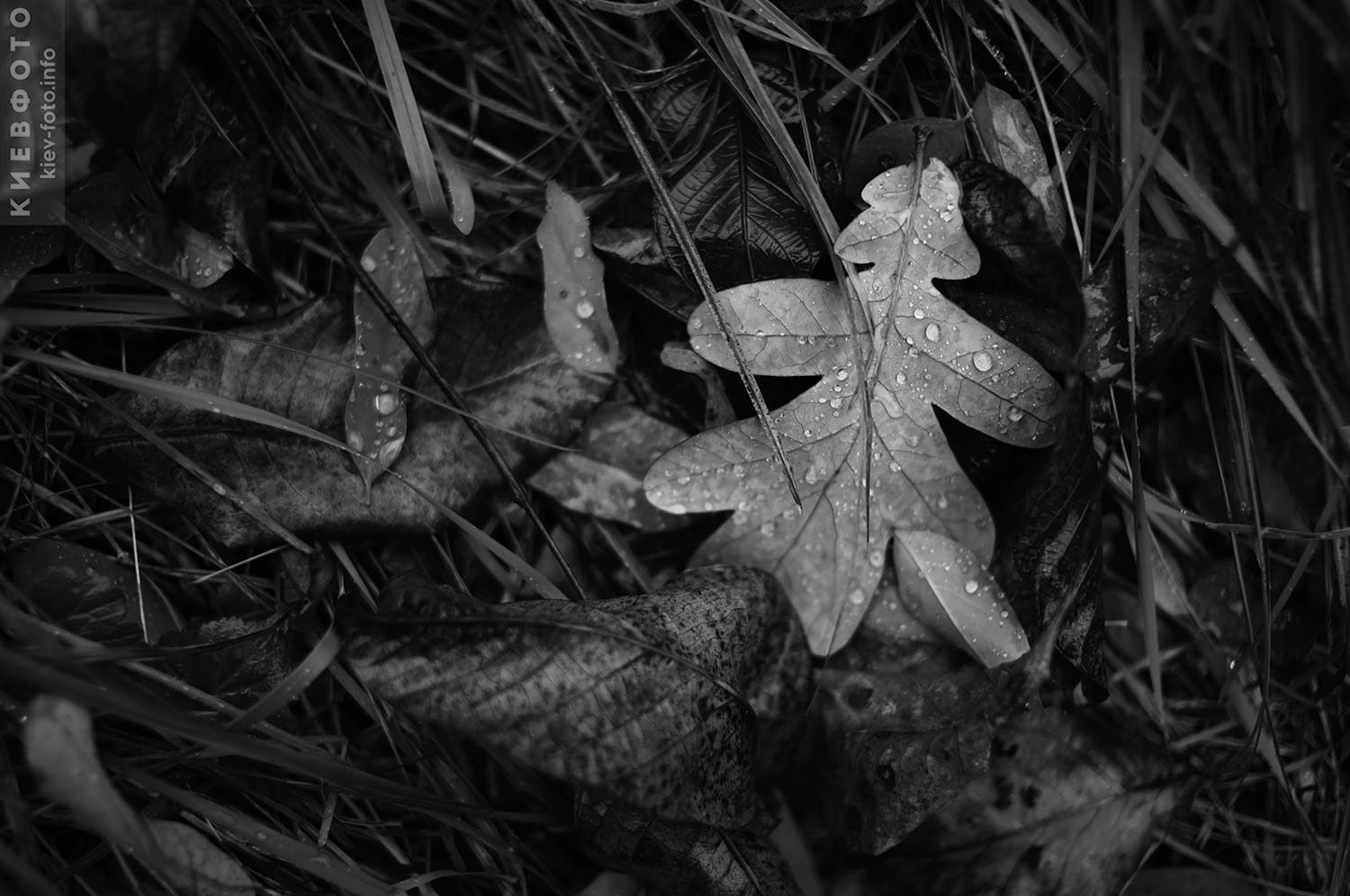 Капли ноябрьского дождя на траве и опавших листьях