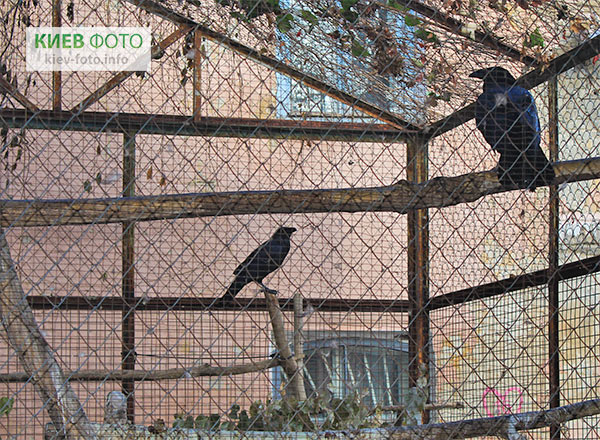 Двор с воронами, Рейтарская 9